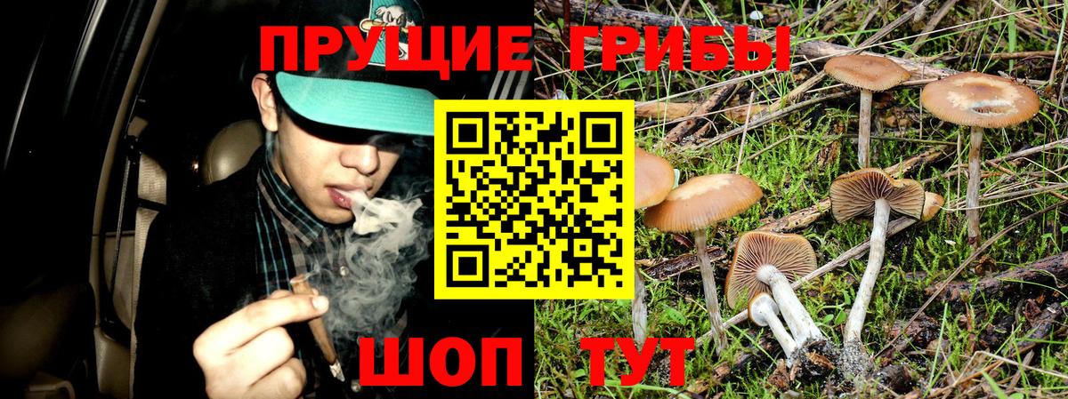 Заволжье  Псилоцибиновые грибы Psilocybe  Вход с VPN 